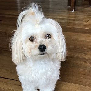 Meet your Posher, Coco